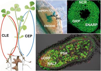 Impact of Plant Peptides on Symbiotic Nodule Development and Functioning